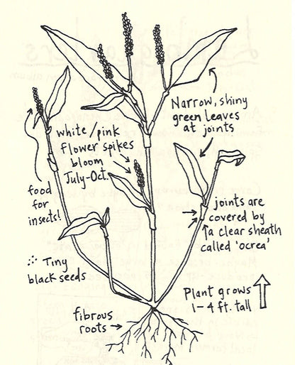 Urban Field Guide to the Plants in Your Path — Discover the Wild Green Around You (Zine) - Dear John