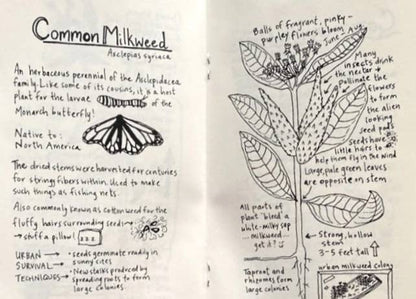 Urban Field Guide to the Plants in Your Path — Discover the Wild Green Around You (Zine) - Dear John