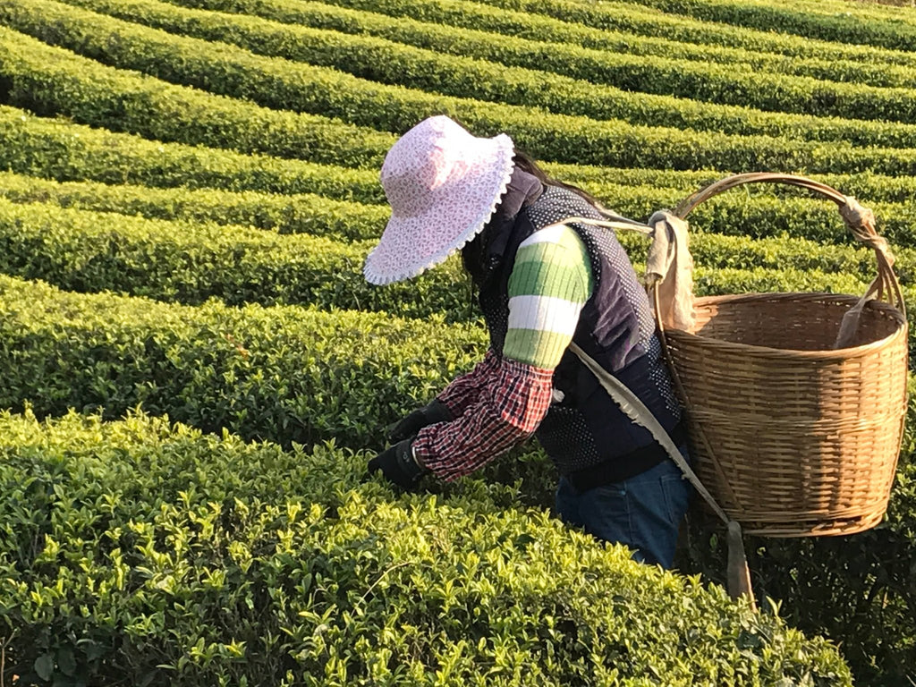 White Peony - Dear John