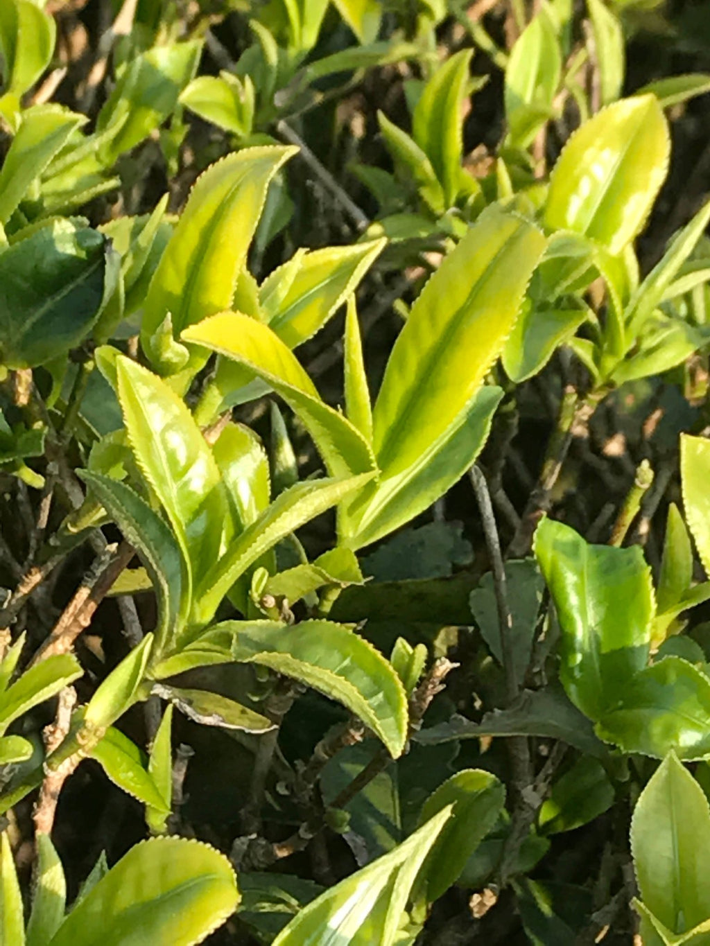 White Peony - Dear John