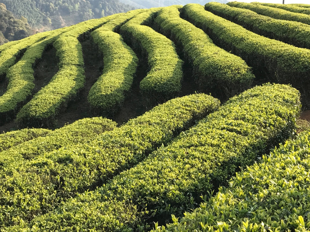 White Peony - Dear John